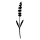 Lavender_Blu_Assets_-_Finals_7.png